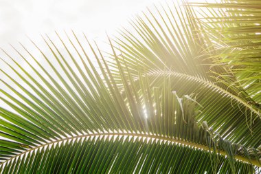 Sabah güneşi, yeşil palmiye yaprağı kadar kapatın