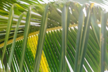 Sabah güneşi, yeşil palmiye yaprağı kadar kapatın