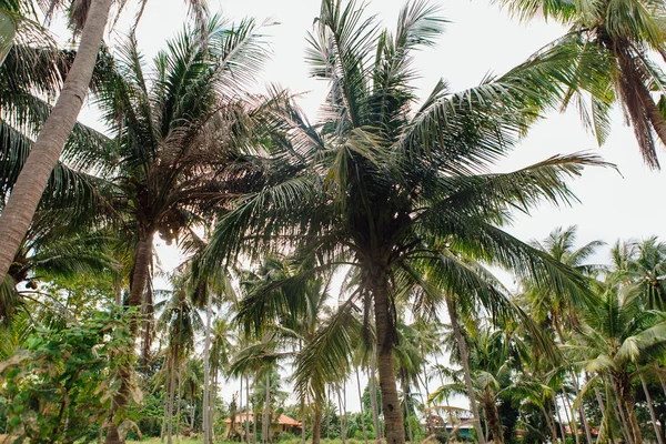 Coconut Palm Trees Tropical Beach — Stock Photo, Image