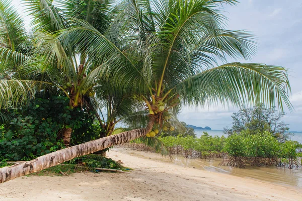 Coconut Palm Trees Tropical Beach — Stock Photo, Image