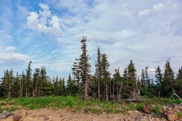 Bulutlu yaz günü Hill'de yaz orman
