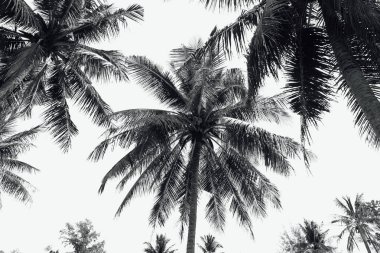 Coconut palm ağaçlar tropikal sahilde. Siyah beyaz resim