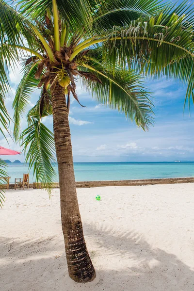 Kokospalmen Einem Tropischen Strand Mit Schönem Meerblick — Stockfoto