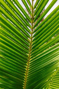 Sabah güneşi, yeşil palmiye yaprağı kadar kapatın