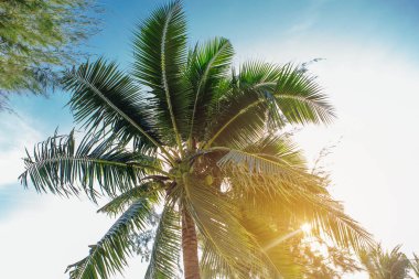 Coconut palm ağaçlar tropikal plaj