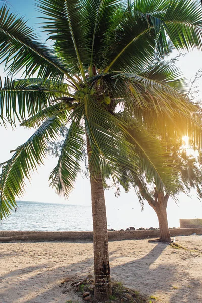 Coconut Palm Trees Tropical Beach — Stock Photo, Image