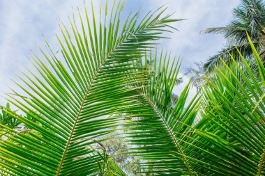 Sabah güneşi, yeşil palmiye yaprağı kadar kapatın