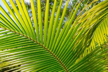 Sabah güneşi, yeşil palmiye yaprağı kadar kapatın