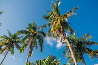 Coconut palm ağaçlar tropikal plaj