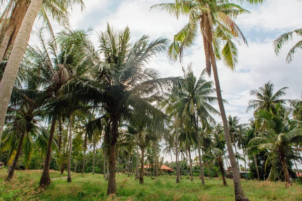 Кокосовые Пальмы Тропическом Пляже — стоковое фото