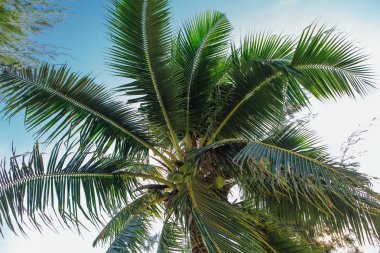 Coconut palm ağaçlar tropikal plaj