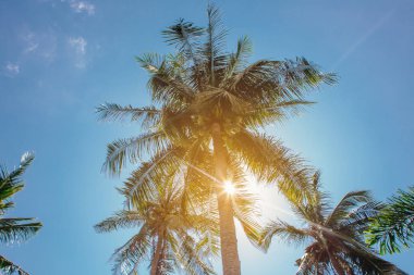 Coconut palm ağaçlar tropikal plaj