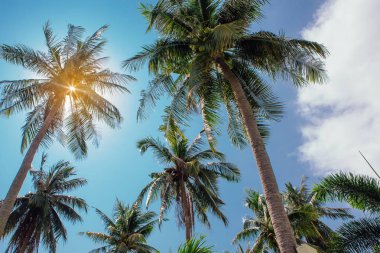 Coconut palm ağaçlar tropikal plaj