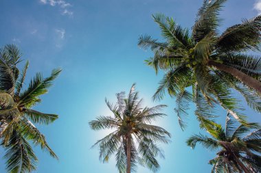 Coconut palm ağaçlar tropikal plaj