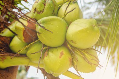 Güneş ışığı, palmiye ağacı üzerinde büyüyen genç yeşil Hindistan cevizi kadar kapatın.