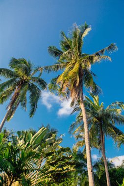 Coconut palm ağaçlar tropikal plaj