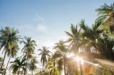 Coconut palm ağaçlar tropikal plaj