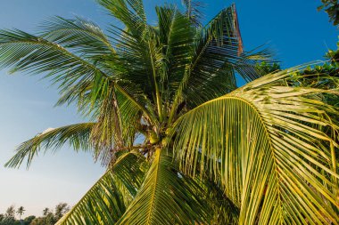 Coconut palm ağaçlar tropikal plaj