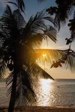 Palmiye ağaçları sahilde silueti ile denizde güzel gün batımı