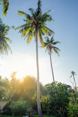 Coconut palm ağaçlar tropikal plaj