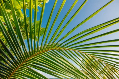 Coconut palm ağaçlar tropikal plaj