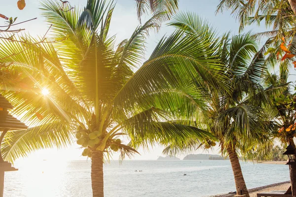 Coconut Palm Trees Tropical Beach — Stock Photo, Image