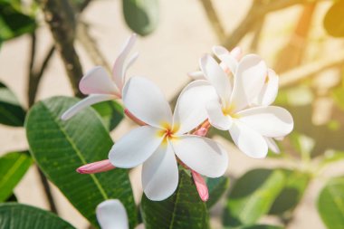 Güzel beyaz Plumeria çiçekler bir Bush