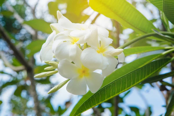 Mooie Witte Bloemen Van Plumeria Een Struik — Stockfoto