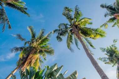 Coconut palm ağaçlar tropikal plaj