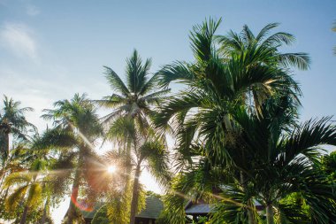 Hindistan cevizi palmiyeleri