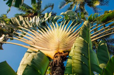 Ravenala palm yolcuları ağaç, Madagaskar sembolü olarak da bilinir.