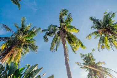 Coconut palm ağaçlar tropikal plaj