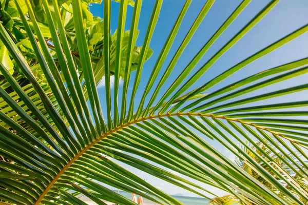 Palmy Kokosowe Tropikalnej Plaży — Zdjęcie stockowe