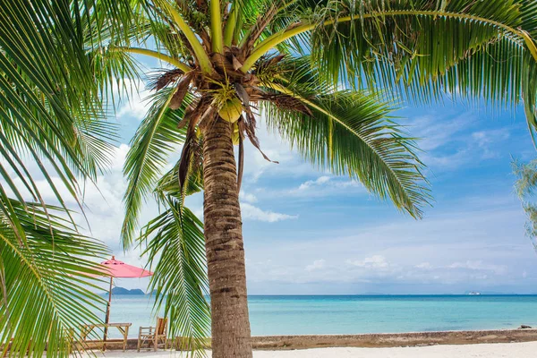 Palme Cocco Una Spiaggia Tropicale Con Splendida Vista Mare — Foto Stock