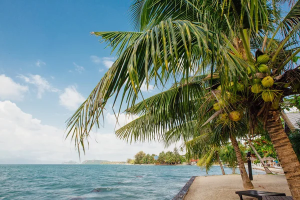 Cocos Palmbomen Het Tropische Strand — Stockfoto