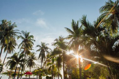 Coconut palm ağaçlar tropikal plaj