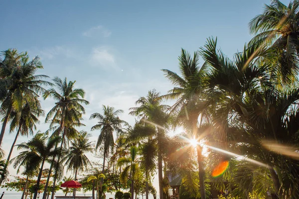 Coconut palm ağaçlar tropikal plaj