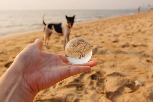 Crystal Lens Bal Hand Met Weerspiegeling Van Een Hond Kust — Stockfoto
