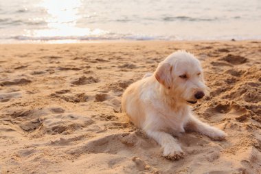 Gün batımı sırasında on The Beach köpek