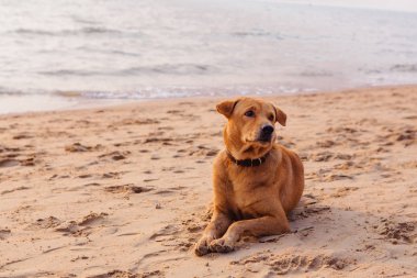Gün batımı sırasında on The Beach köpek