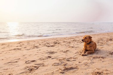 Gün batımı sırasında on The Beach köpek