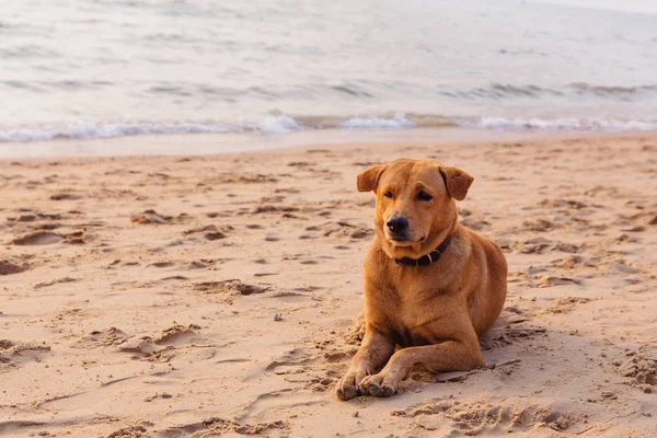 Perro en la playa al atardecer —  Fotos de Stock