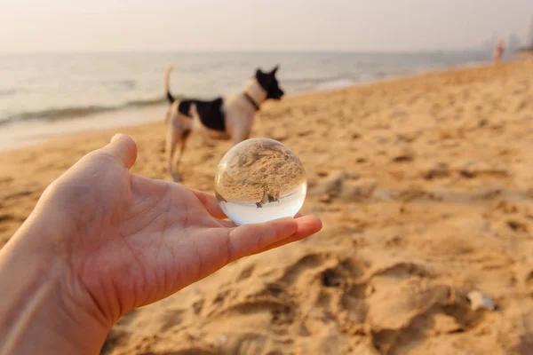 Crystal Lens Bal Hand Met Weerspiegeling Van Een Hond Kust — Stockfoto