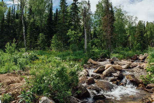 森林の滝と岩と木の小川 — ストック写真