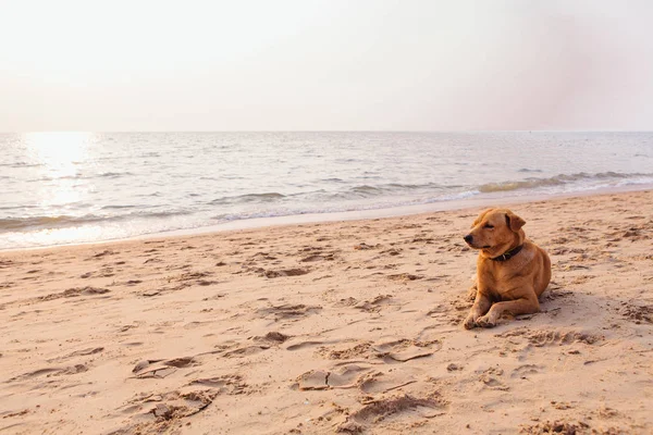 Lindo Perro Rojo Relajándose Playa Arena Durante Atardecer —  Fotos de Stock