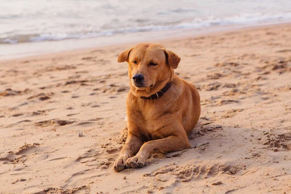 Lindo Perro Rojo Relajándose Playa Arena Durante Atardecer —  Fotos de Stock