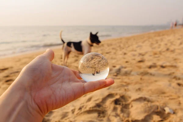 Crystal Lens Bal Hand Met Weerspiegeling Van Een Hond Kust — Stockfoto