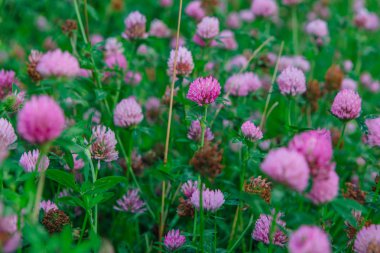 Yonca çiçek akşam zaman alan