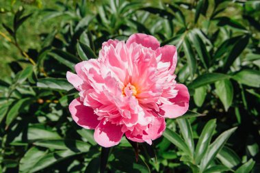 Güzel çiçek pembe şakayık çiçeği arka plan closeup