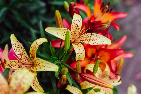 Красивые Красочные Лилии Саду Тигровая Лилия — стоковое фото
